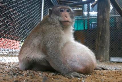 Thailand's Chunky Monkey On Diet After Gorging On Junk Food