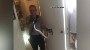 Man finds python in pantry