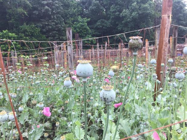 Opium poppy plants found in North Carolina worth $500M